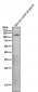 Anti-ACE2 Rabbit Monoclonal Antibody